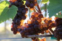 Pinot gris grapes in the sun