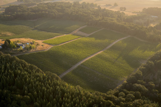 Open Claim Vineyard